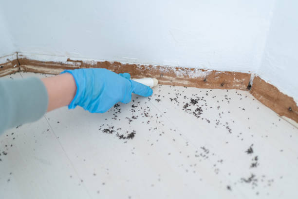 Real Estate Pest Inspections in Eustis, FL